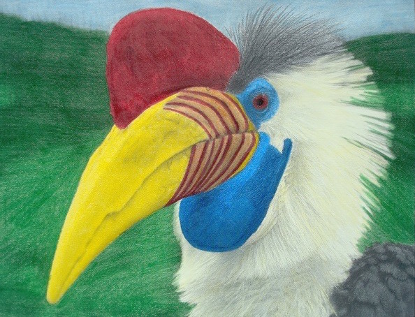 Hornbill from the Beautiful Creatures grayscale coloring book. Colored by Lucy Fyles.
