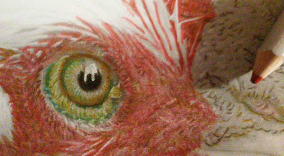 Close-up of the Rooster's eye being colored by Lizz Chavanne. From the Beautiful Creatures grayscale coloring book.