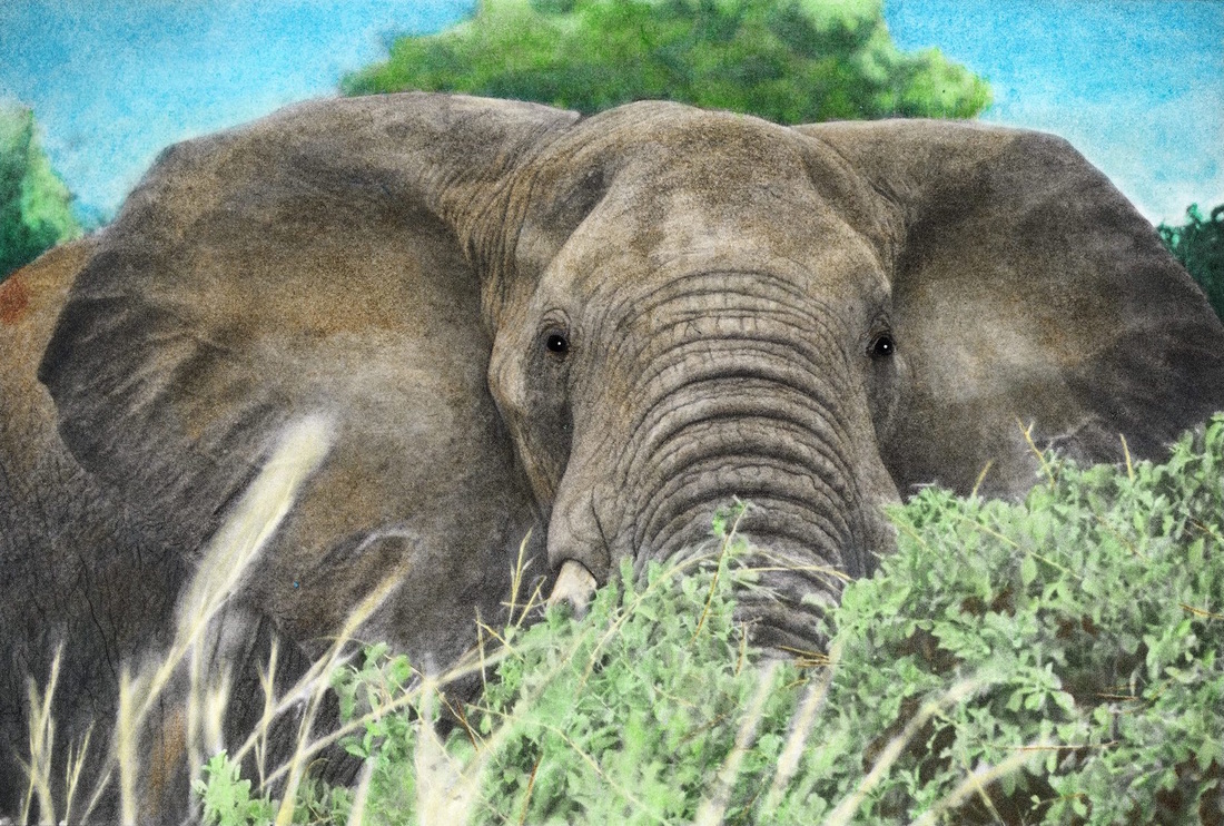 Elephant from the Beautiful Creatures grayscale coloring book. Colored by Christy Hammer.