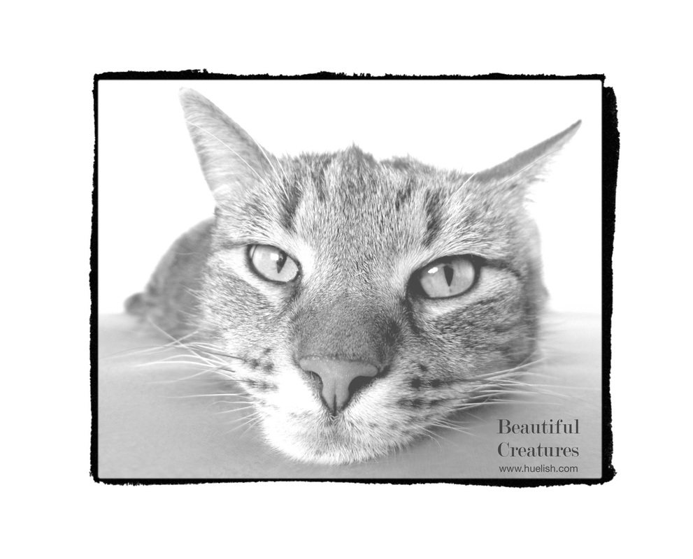 Grayscale cat from Beautiful Creatures to download and color.