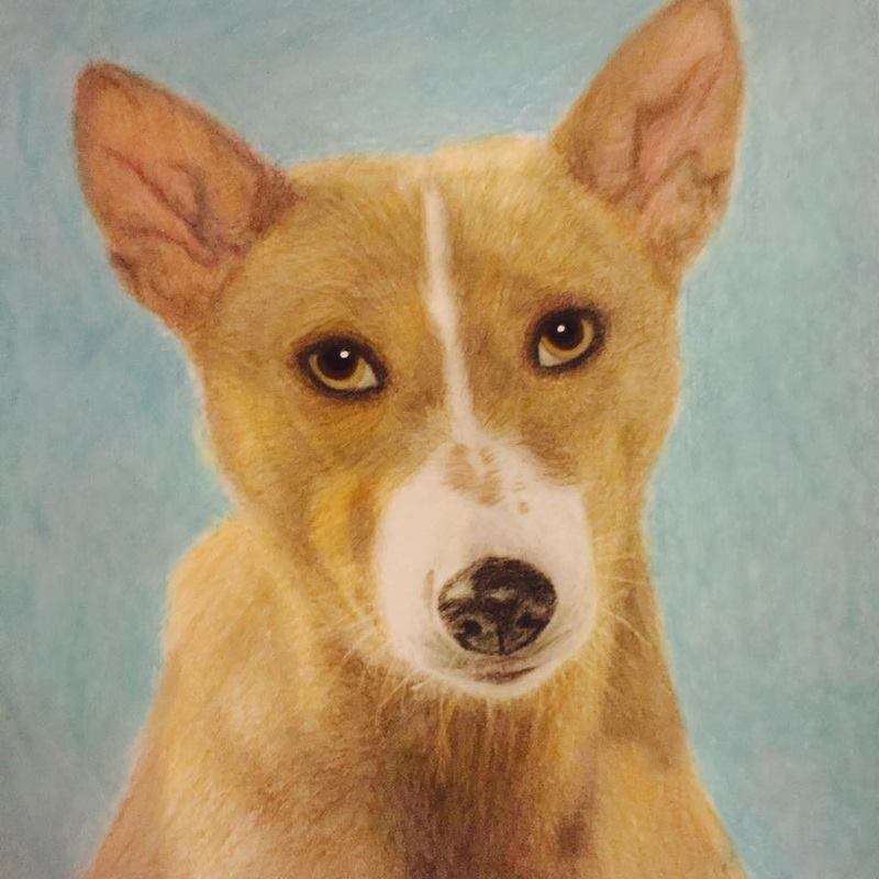 Basenji from the Beautiful Creatures grayscale coloring book. Colored by Claire Eadie of www.colourwithclaire.com