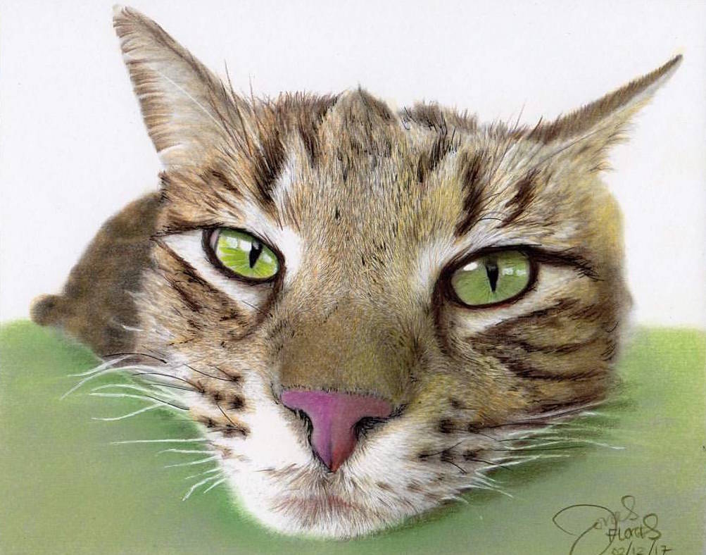 Tutorial & Color-Along: Learn How to Color this Cat - Huelish Grayscale