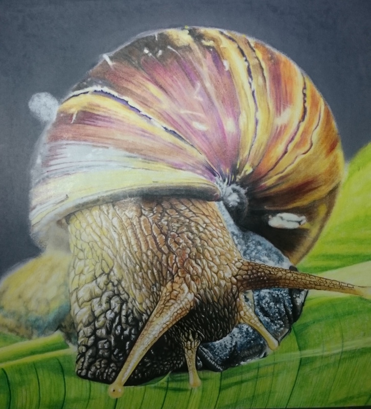 Snail from the Beautiful Creatures grayscale coloring book (www.huelish.com). Colored by Jones Flores.