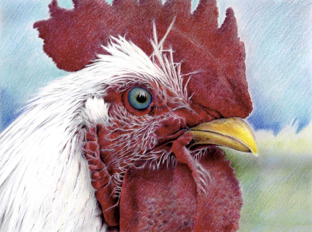 Rooster from the Beautiful Creatures grayscale coloring book. Colored by Christine Kowbuz.
