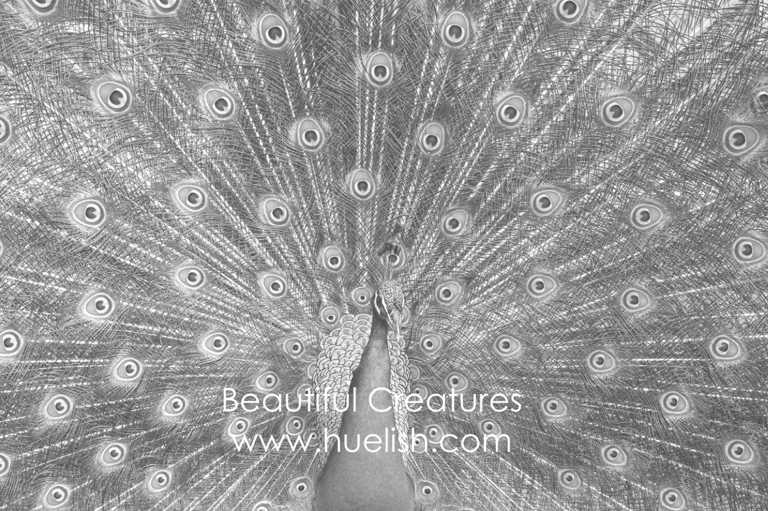 Peacock from the Beautiful Creatures grayscale coloring book