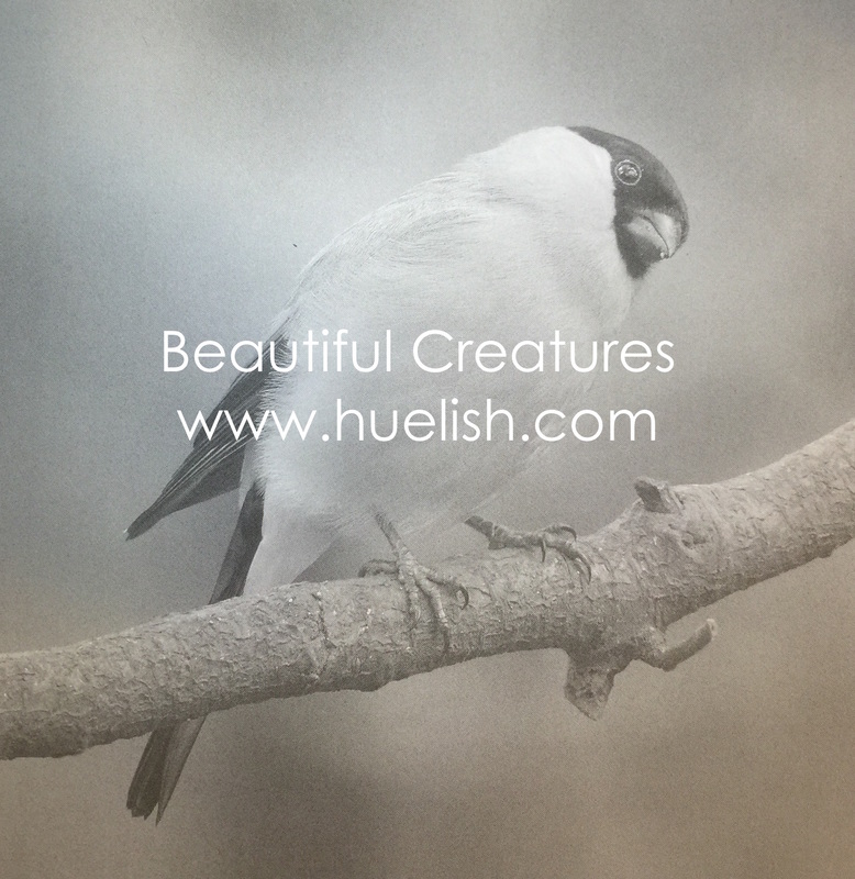 Bird from the Beautiful Creatures grayscale coloring book