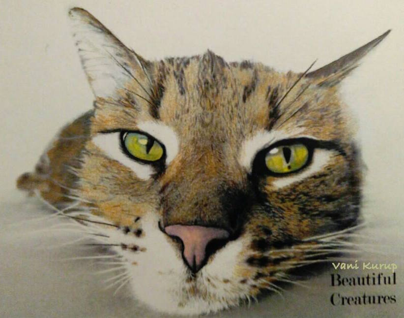 Cat from the Beautiful Creatures grayscale coloring book. Colored by Vani Kurup.