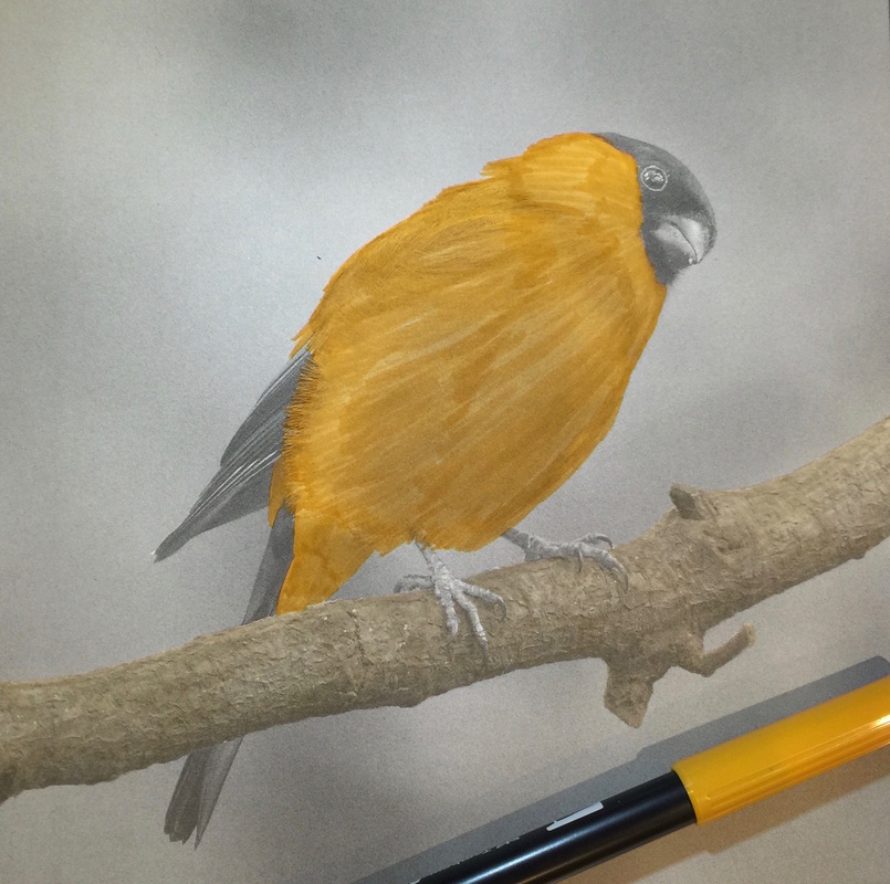 WIP Bird from the Beautiful Creatures grayscale coloring book