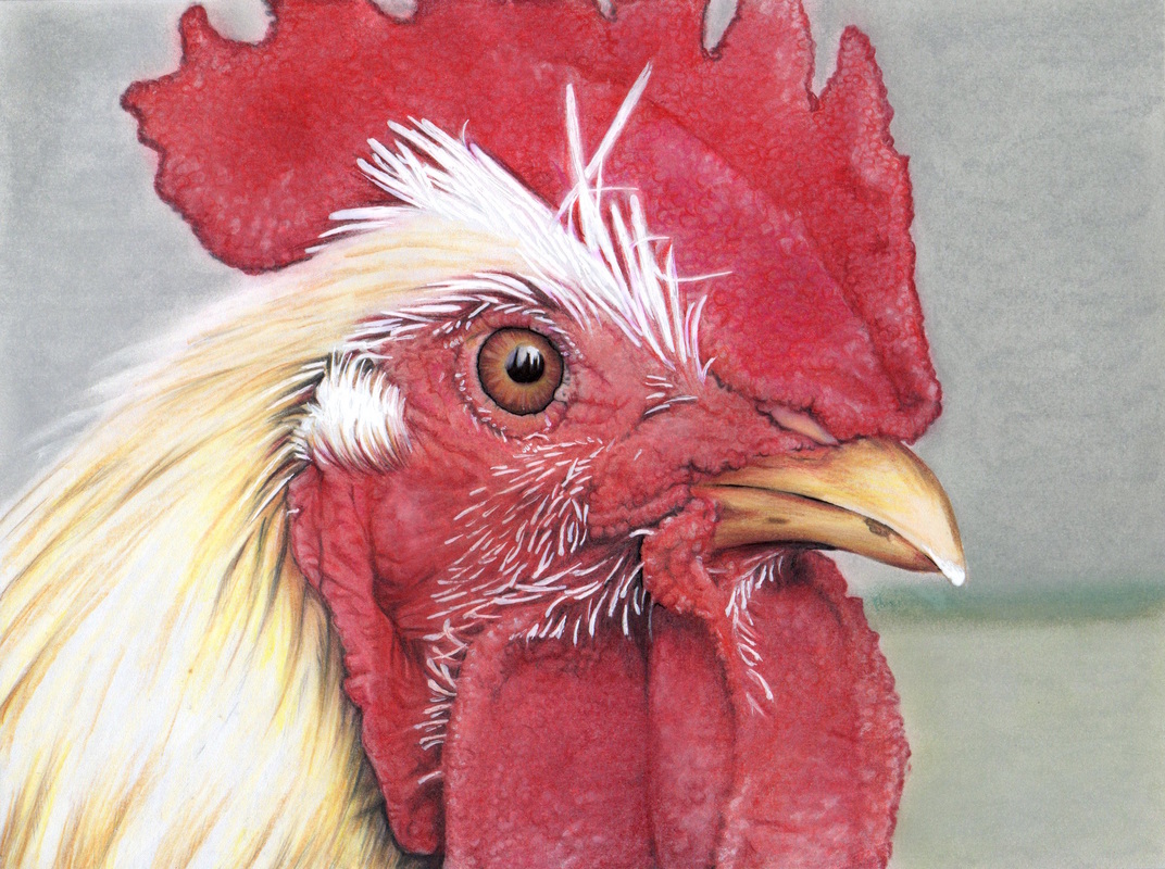 Rooster from the Beautiful Creatures grayscale coloring book (www.huelish.com) colored by Jones Flores
