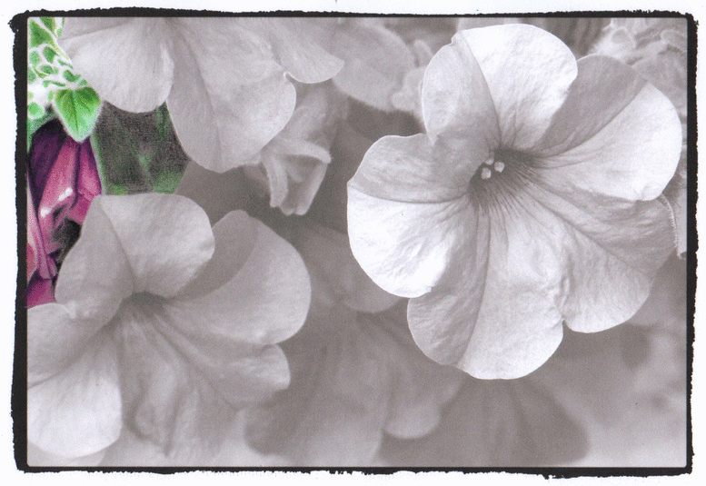 From the Beautiful Nature grayscale coloring book: www.huelish.com
